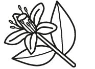 fleur d'oranger (1)